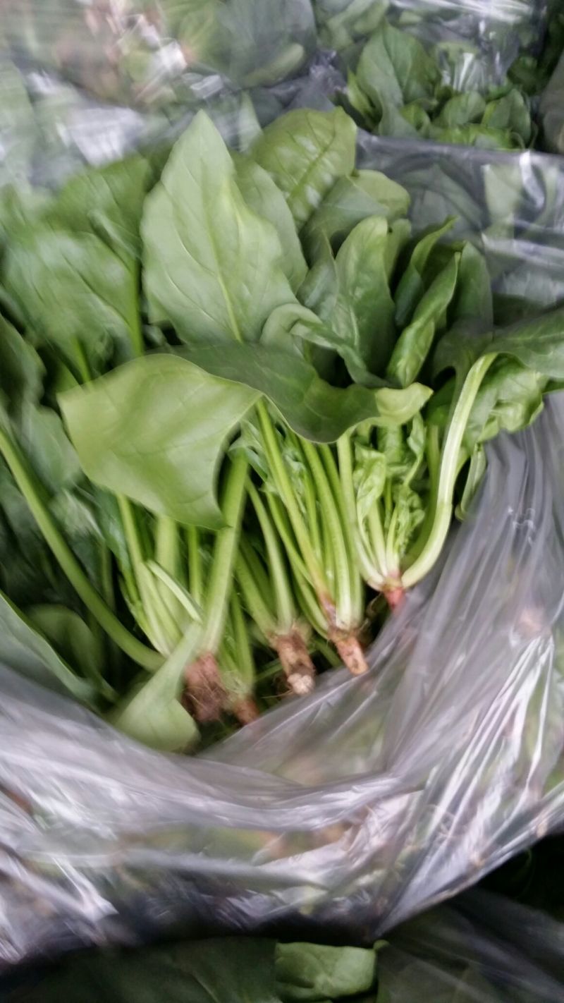 大叶菠菜30~35厘米