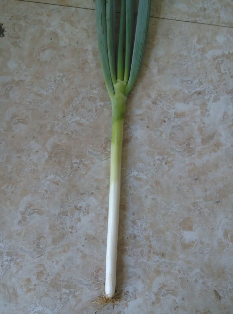 铁杆大葱毛葱2cm左右