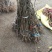 巨峰葡萄苗1年80~110cm