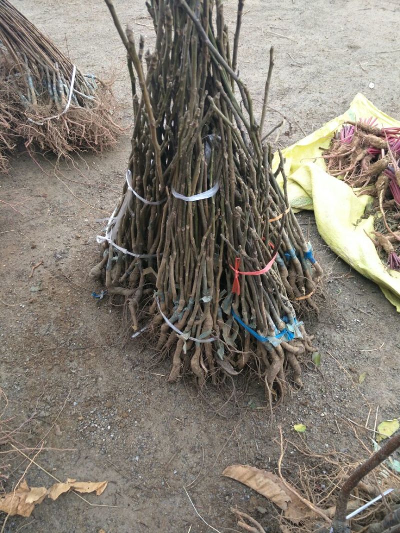 巨峰葡萄苗1年80~110cm