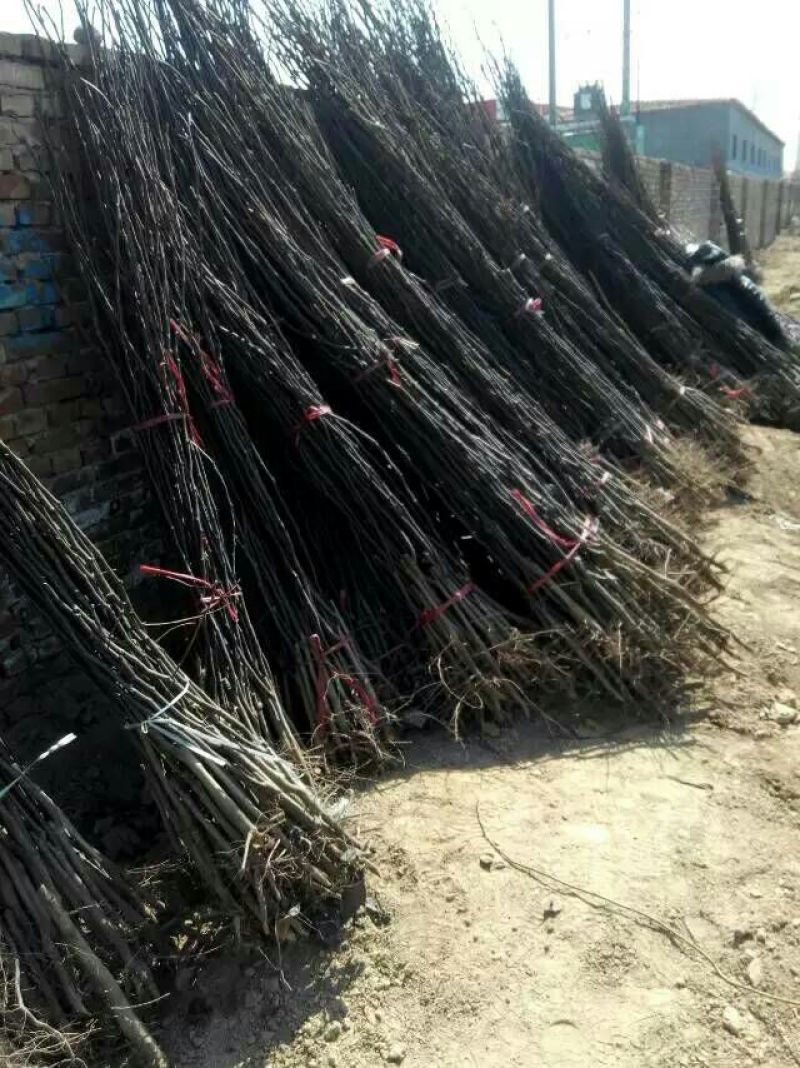 梨树苗50~80cm1cm以下