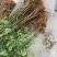 无花果树苗80~100cm，薄姬红无花果，需要的联系。