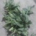 秋菠菜15~20厘米