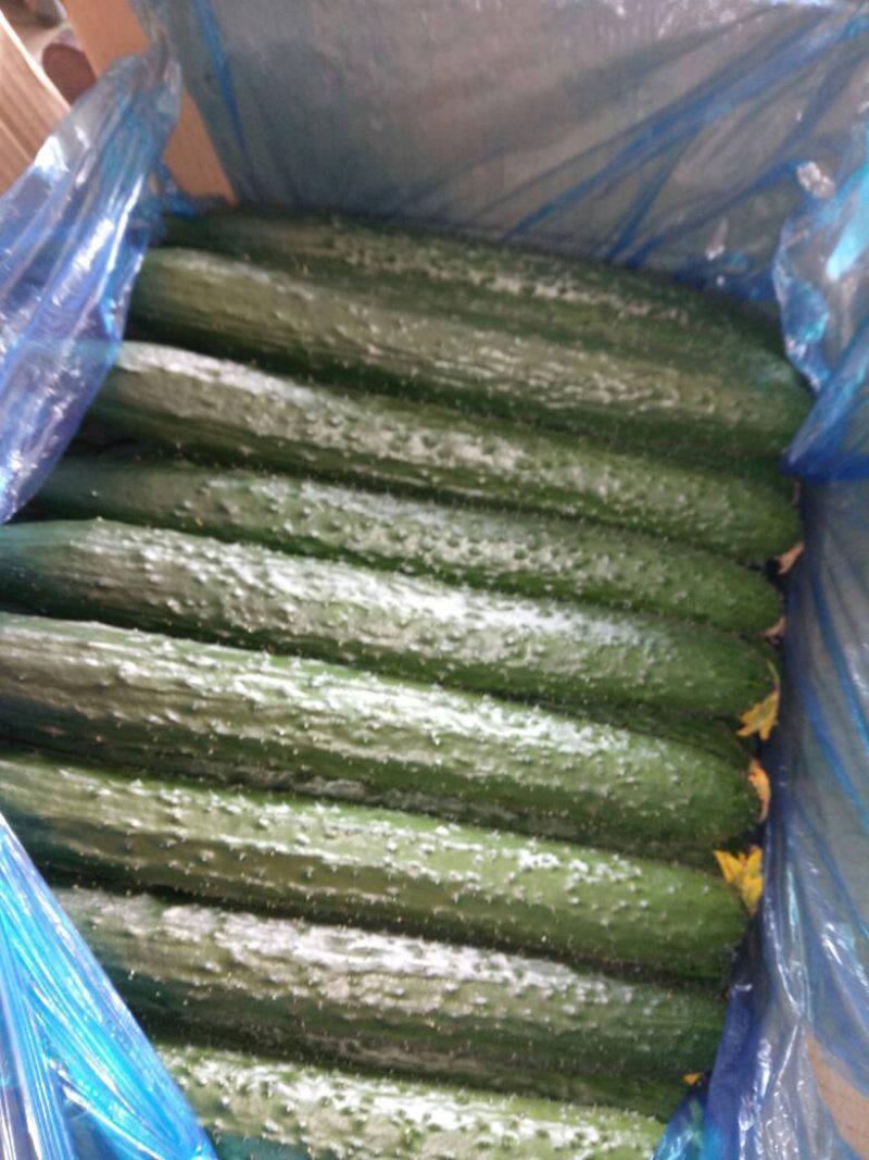 黄瓜22~25公分鲜花带刺，欢迎新老客户前来选购。