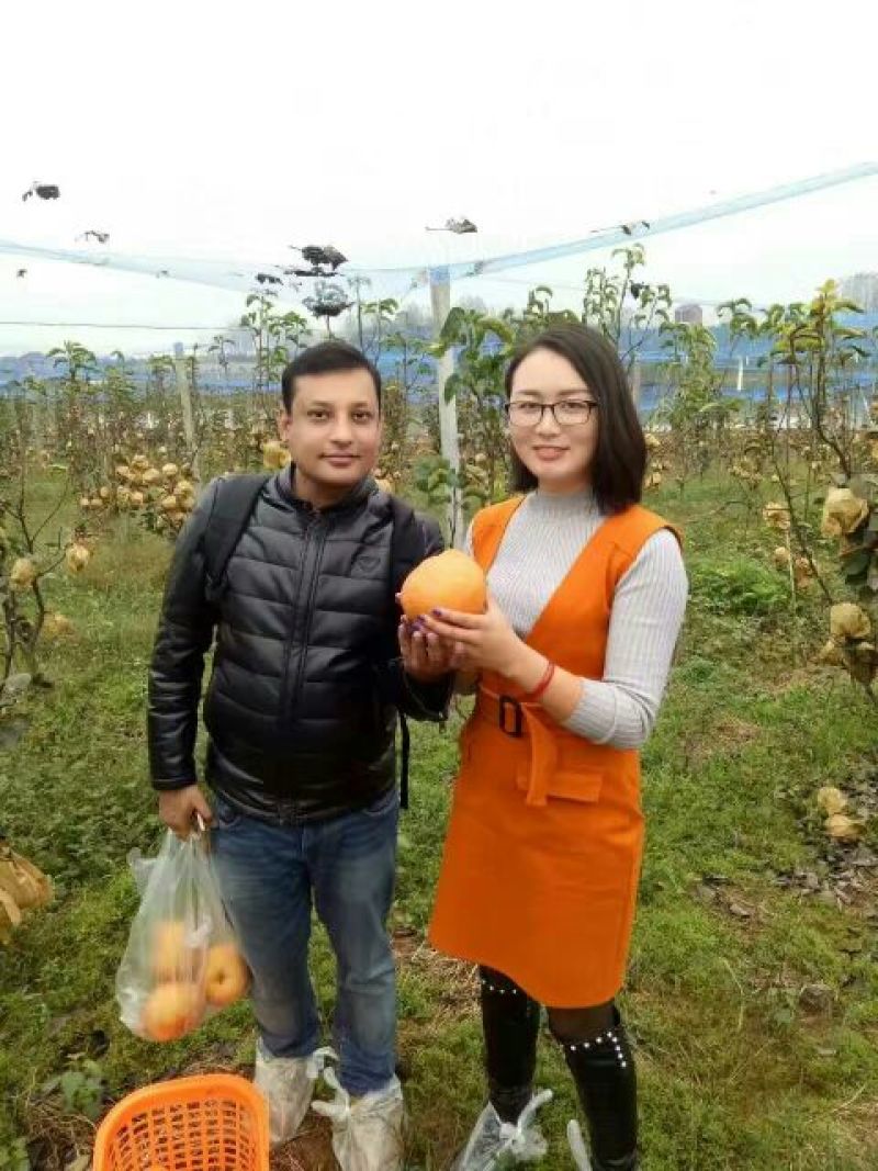 晚秋黄梨600g以上纸箱