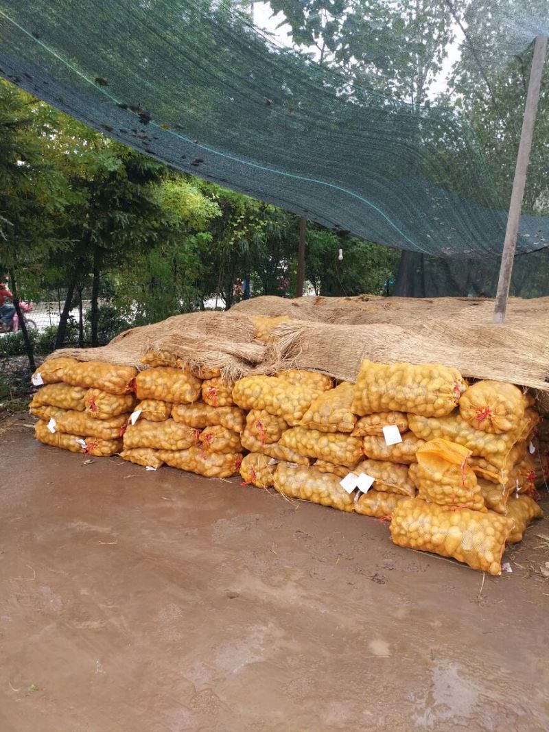 土豆种子原种