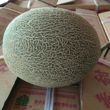 西州蜜瓜3斤以上长圆形