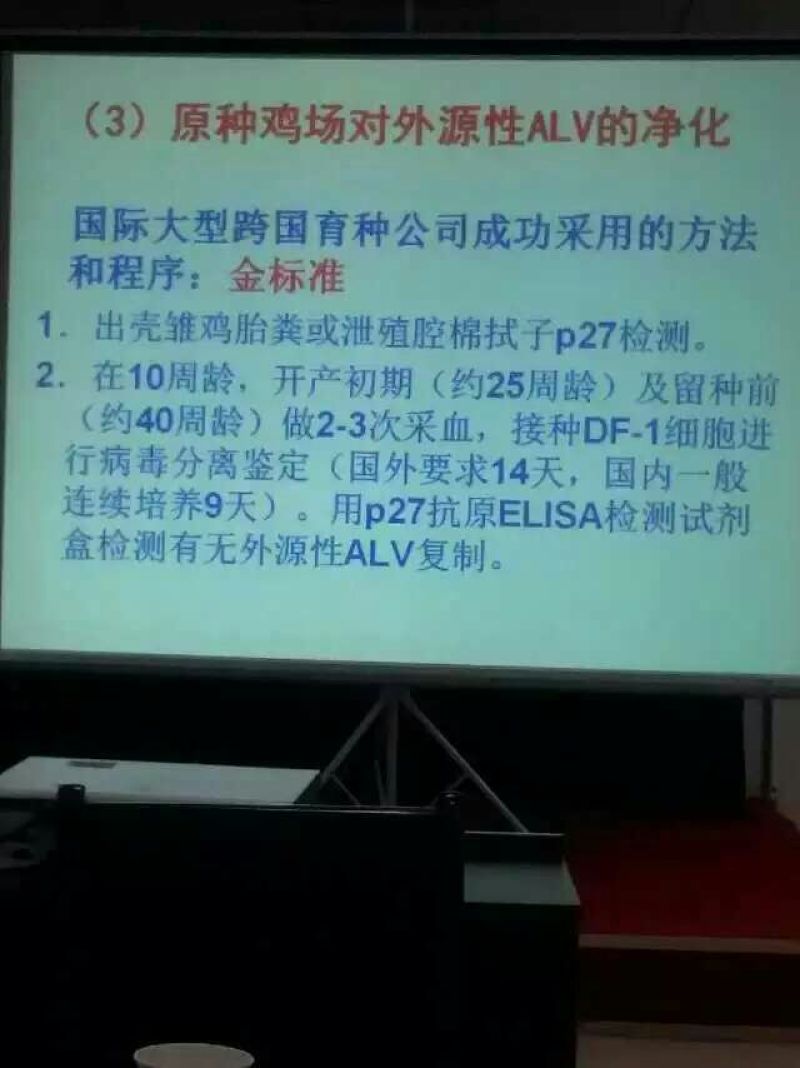 绿壳蛋鸡苗