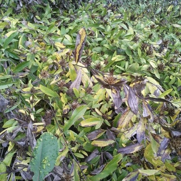 朱砂点儿苍术幼苗湖北野生移一手货源