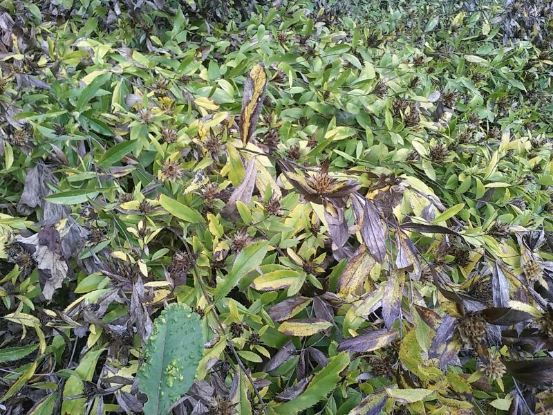 朱砂点儿苍术幼苗湖北野生移一手货源