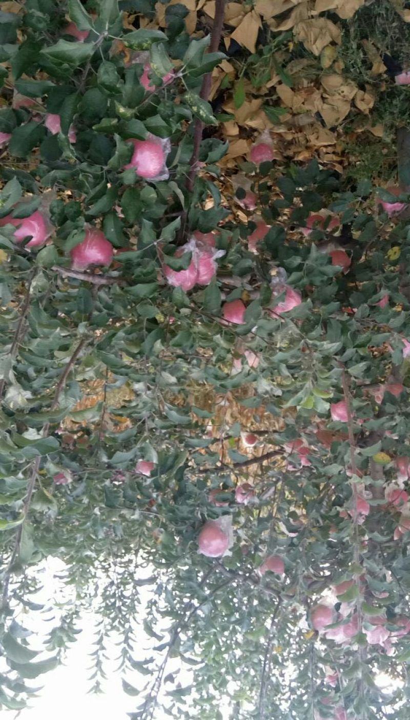 红富士苹果75mm以上纸+膜袋
