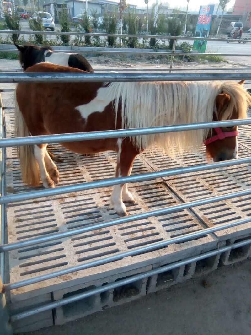 肉马