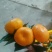南丰蜜橘3.5~4cm