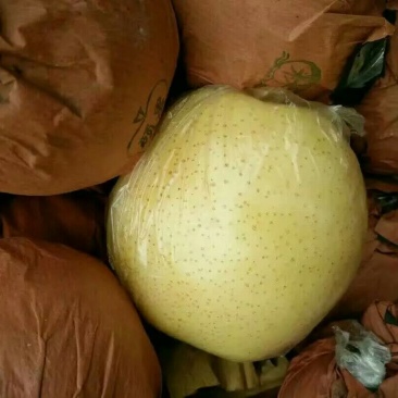 黄金梨350~400g纸加膜