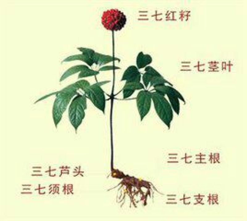 三七35头选货