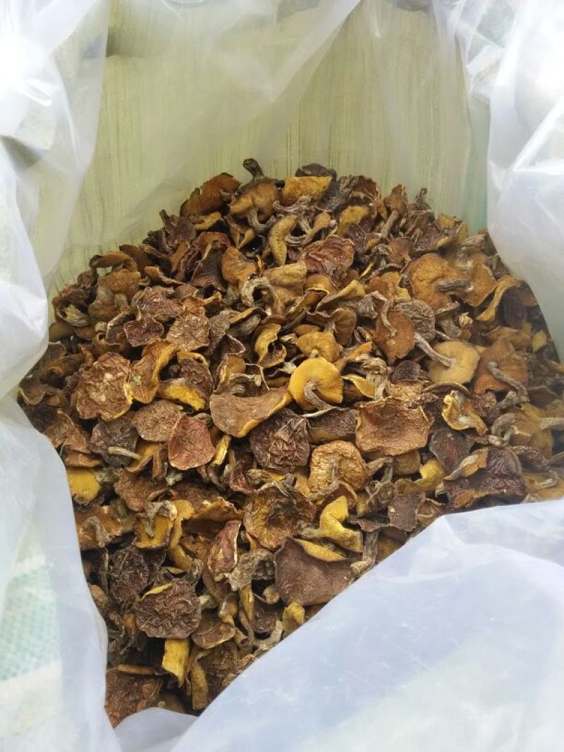 松蘑特级