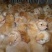 土鸡苗出壳苗500克以下雄
