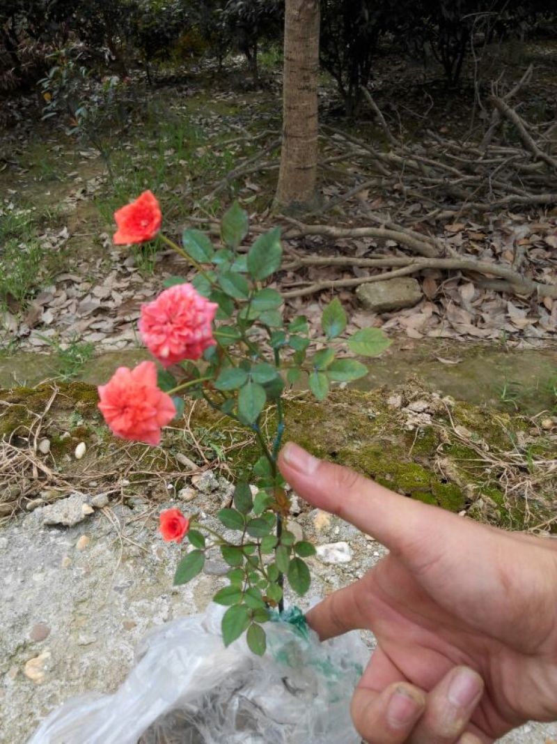 月季20~30cm