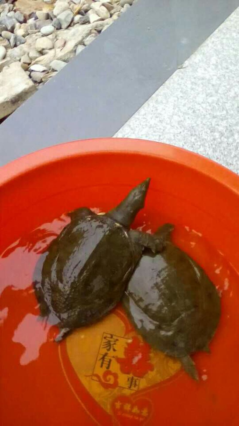 野生甲鱼2~2.5斤