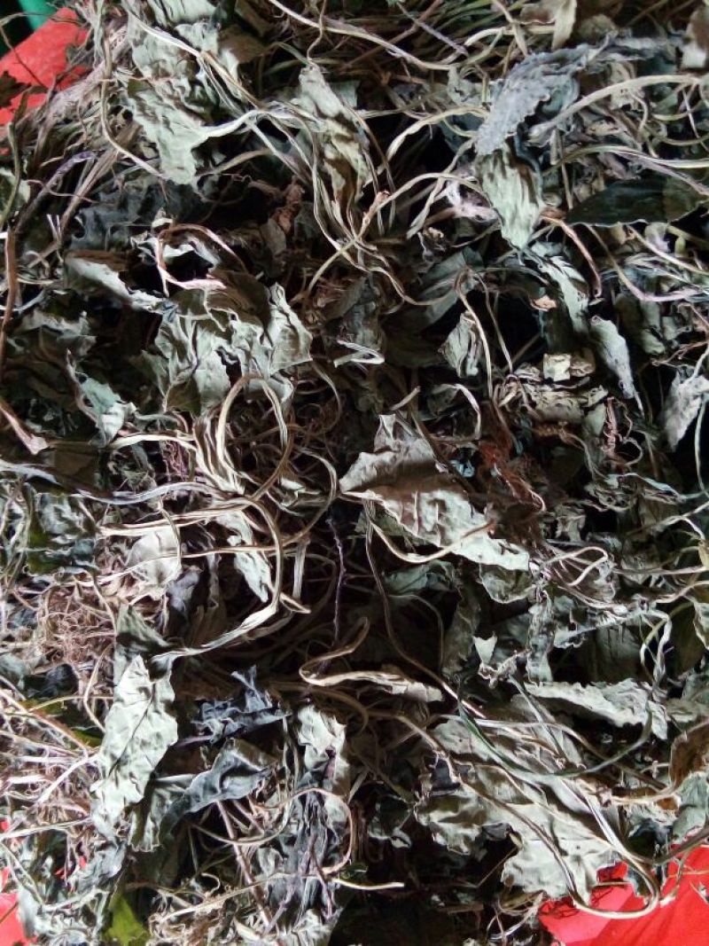 药用紫花地丁