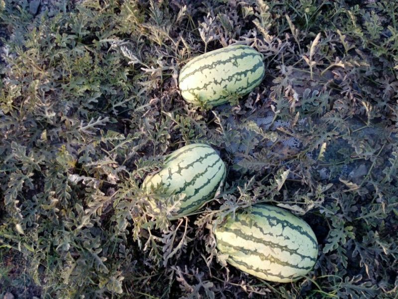 硒砂瓜10斤打底8成熟1茬