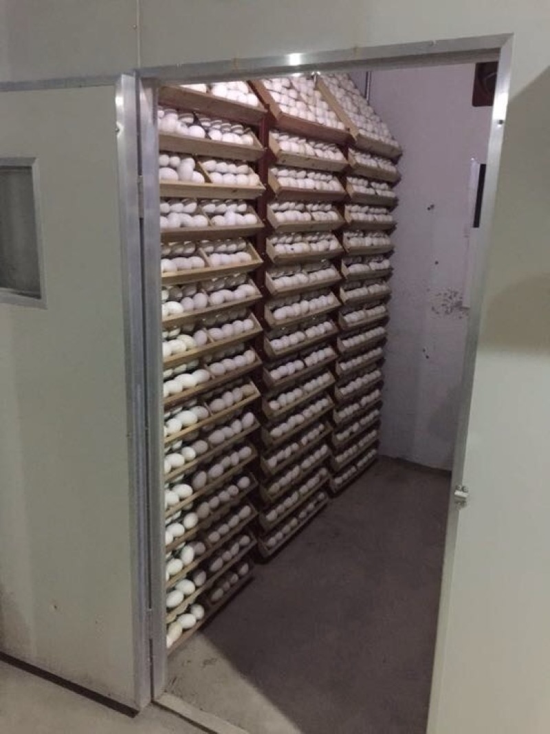 鹅苗250g