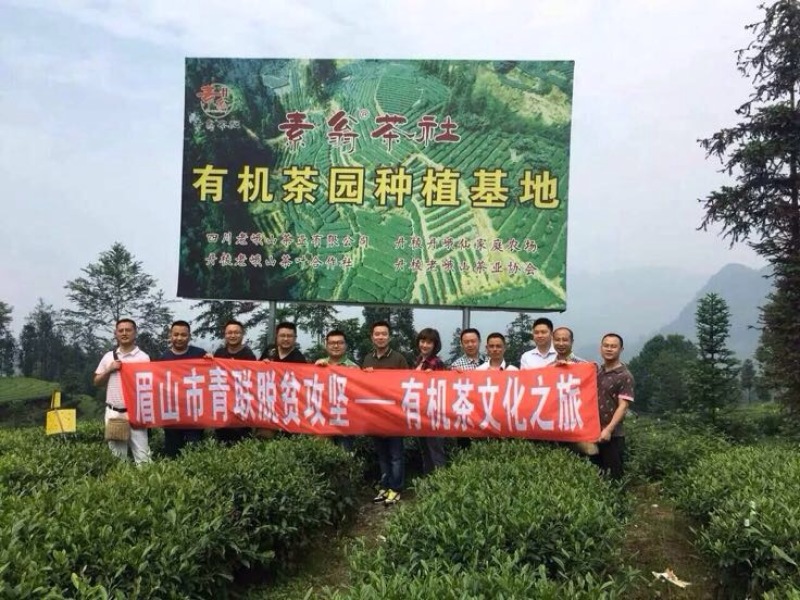 川茶一级