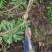 夏黑葡萄苗3年80~110cm