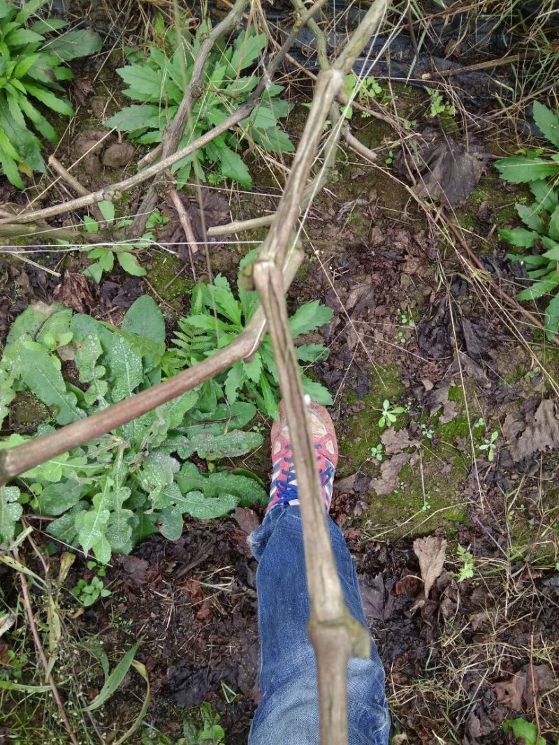 夏黑葡萄苗3年80~110cm