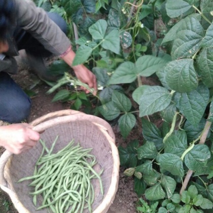 架豆王豆角陕西西安市周至县_批发_供应-一亩