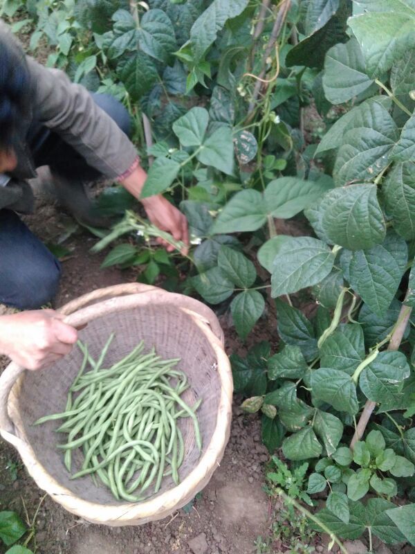 架豆王豆角陕西西安市周至县_批发_供应-一亩