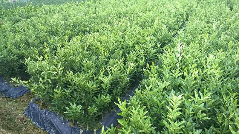 正宗广西融安脆蜜金桔嫁接一级一年苗产地直发