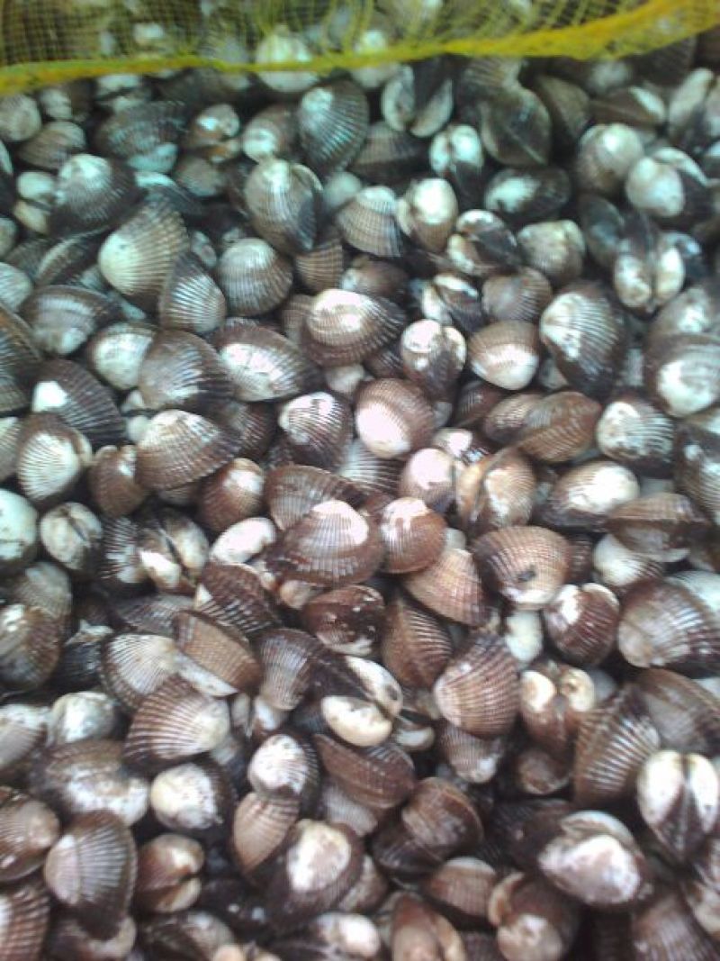 毛螺红螺食用鲜活10~30只/kg