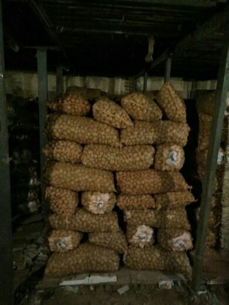 荷兰十五土豆1-----3量荷兰，黄皮黄心，油炸专用土