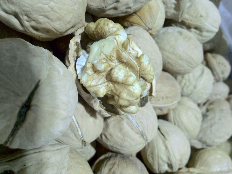 薄皮核桃30mm以上去皮干
