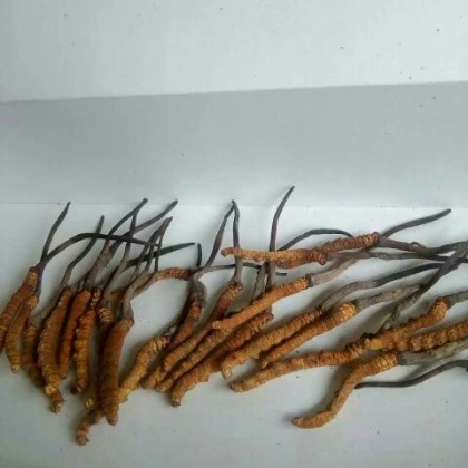 云南迪庆州香格里拉县冬虫夏草 散装批发_王云