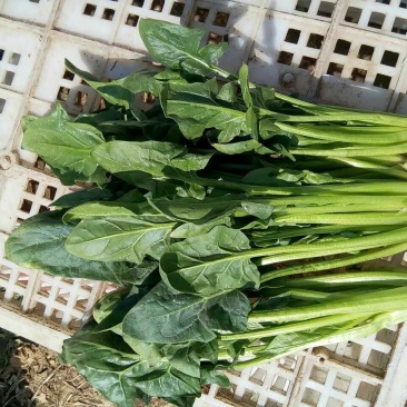 大叶菠菜20~25厘米
