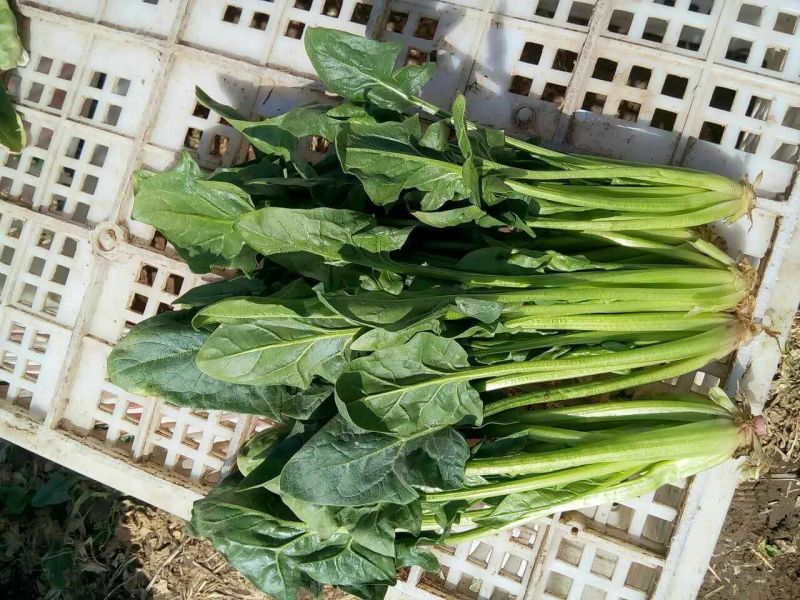 大叶菠菜20~25厘米