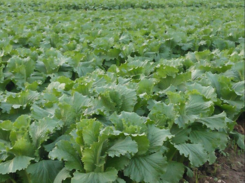 包尖白菜2~3斤0.45上车价