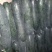 黑皮冬瓜15斤以上