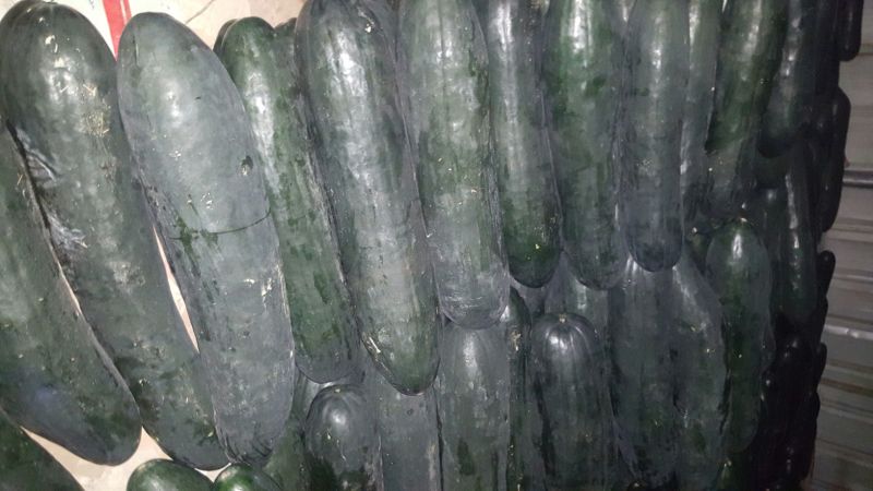 黑皮冬瓜15斤以上