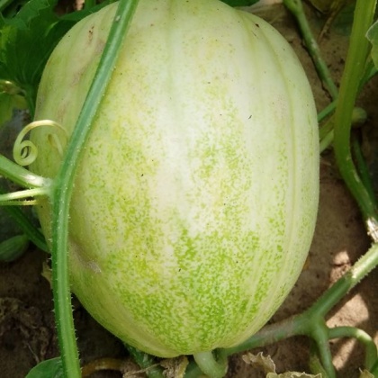 辽宁铁岭市昌图县甜瓜 0.5斤以上批发_供应_一