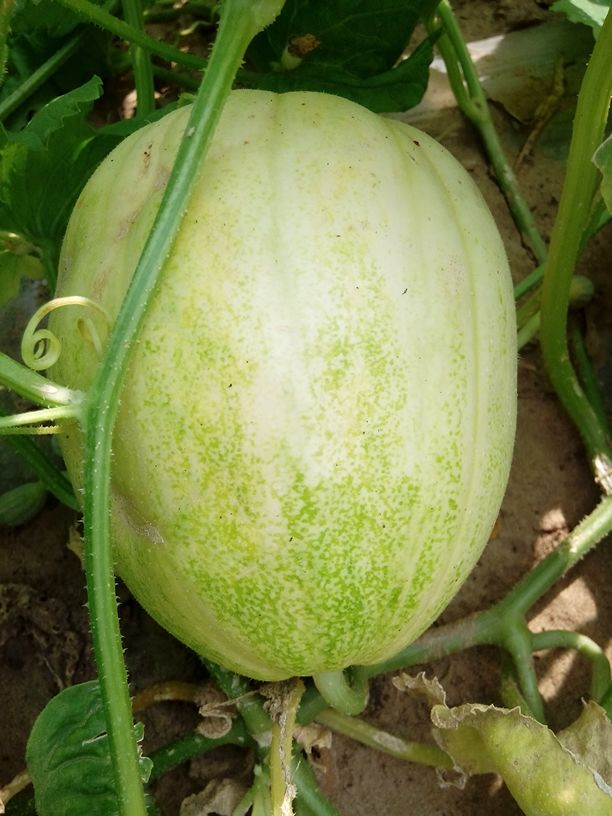 辽宁铁岭市昌图县甜瓜 0.5斤以上批发_供应_一