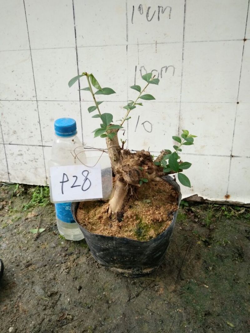 红花紫薇2cm以下0.5米以下1米以下
