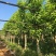 白玉兰