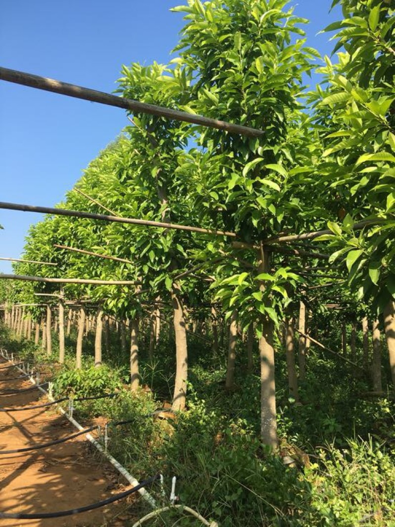 白玉兰