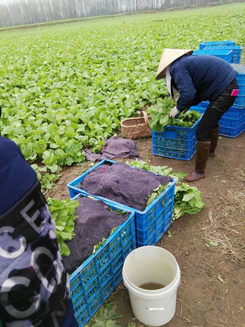 白菜苔20~30厘米