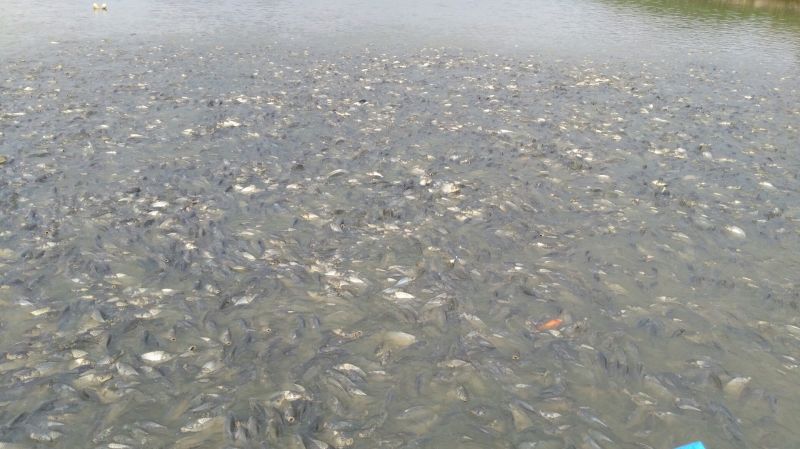 池鲤鱼食用1~2公斤