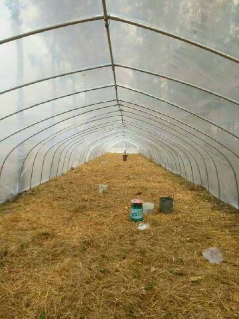 皖西白鹅鹅苗250g以下