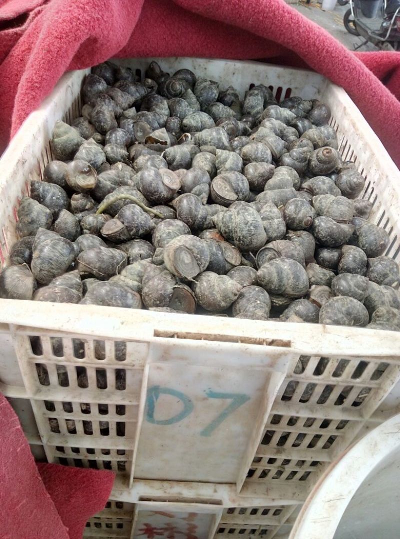 田螺食用鲜活